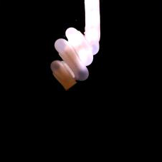 PneUI
